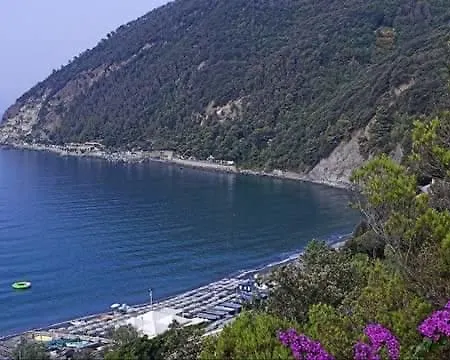 Venino